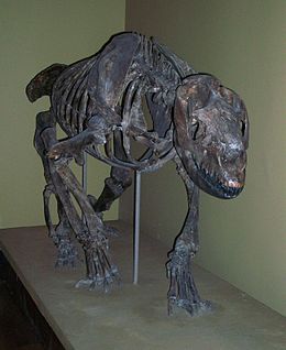 A Homalodotherium cunninghami csontváza