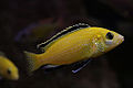 Electric yellow cichlid