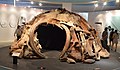 A mammoth bone dwelling like those constructed at Mezhirich 15,000 years ago