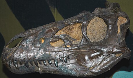 Nanotyrannus lancensis holotype, possibly a juvenile Tyrannosaurus