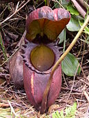 Nepenthes rajah