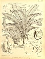 Phytelephas macrocarpa, the palm that produces vegetable ivory, found in coastal areas of Central America and northern South America. From Seemann (1857)[10]