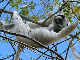 Verreauxsifaka (Propithecus verreauxi)