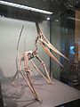 Pteranodon model in Vienna.jpg