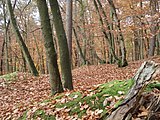 Der Burgstall der Vergessenen Burg