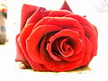 eine rote Rose; schon was älter aber immer noch schön