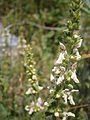 Stachys recta