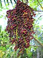 Ripe fruit on a palm in Hawaii.