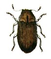 Stegobium paniceum