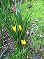 Sternbergia lutea