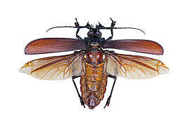 Museum specimen ♂