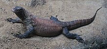 Varanus komodoensis