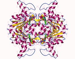NAD(P)H-Dehydrogenase