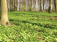 Ramsons in a forest.