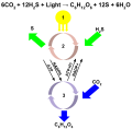 Sulfur is used as a reducing agent during photosynthesis in green and sulfur bacteria. 1. Energy in the form of sunlight. 2. The light dependent reactions take place when the light excites a reaction center, which donates an electron to another molecule and starts the electron transport chain to produce ATP and NADPH. 3. Once NADPH has been produced, the Kreb’s cycle proceeds as in oxygenic photosynthesis, turning CO2 into glucose.