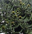 Female cones of Monkey-puzzle (Araucaria araucana)