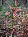 Leucopogon verticillatus