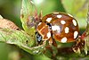 Cream-spot ladybird (Calvia quatuordecimguttata)