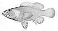 Cephalopholis aurantia