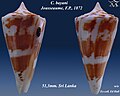 Conus bayani Jousseaume, F.P., 1872