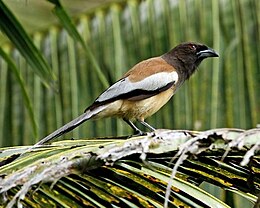 Vándor-erdeiszarka (Dendrocitta vagabunda)