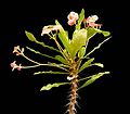 Euphorbia 'Hawaii'