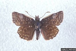 Erynnis icelus