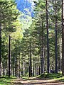 Forest on the banks of the river Storåni, in Hovet, Hol Kommune, Norway, in the morning light of August.