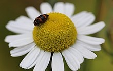 German Camomile