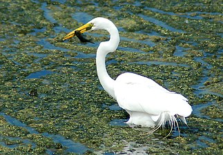 Een grote zilverreiger met een vis