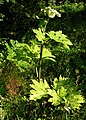 Szosznovszkij-medvetalp (Heracleum sosnowskyi )