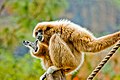 Gibbon