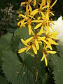 Ligularia przewalskii close-up