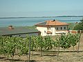 Deutschland nördlichster Weinberg in Loddin