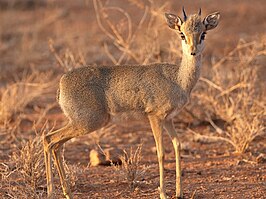 Kirks dikdik