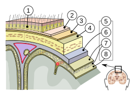 1=huid, 2=aponeurose, 3=periost, 4=schedel, 5=hersenvliezen: 6=hard hersenvlies, 7=spinnenwebvlies, 8=zacht hersenvlies