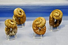 Fossils of Nostoceras malagasyense from Campanian of Tulear (Madagascar)