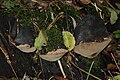 Pappel-Feuerschwamm Phellinus populicola