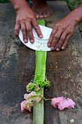 Scraping a pineapple leaf to reveal the fibers.