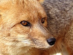 Patagonian fox