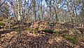 Blick auf den Ringwall von außen an der Südwestecke