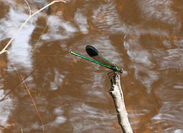 Calopteryx aequabilis