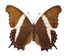 Museum specimen ♂ dorsal side