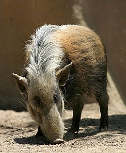 Folyami disznó (Potamochoerus larvatus)