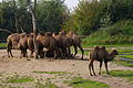 Kamele im ZooParc Overloon
