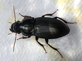 Pterostichus ebenus