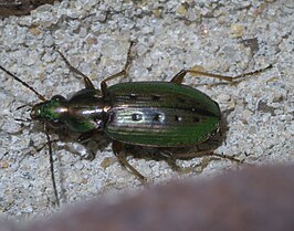 Agonum octopunctatum