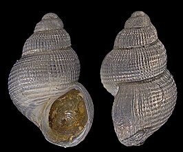 Alvania zylensis