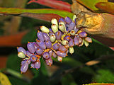 Berries of Aechmea lueddemanniana at Orto Botanico dell'Università di Genova