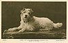 A postcard featuring Caesar, the King's dog